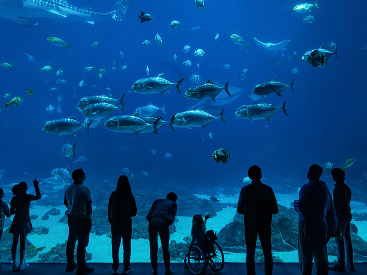 People looking into an aquarium tank filled with fish
